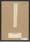 Diatomeae indet. Zeichnungen Sammlung Grunow Nr. 7059 (NHMW-BOT-W0376000)